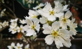 贵阳南明河畔梨花盛开白似雪