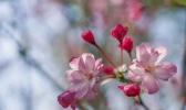 浙江宁海：家门口的樱花季