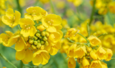2019仙居油菜花节在哪里 2019仙居油菜花节时间地址门票