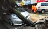 广西柳州隆林遭遇大风 大树倾倒砸坏汽车
