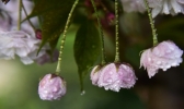 四川细雨绵绵润泽万物 团花含水显娇羞