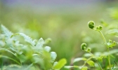 春满四月 贵州黎平草木葱茏