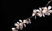 初春近观春花之美
