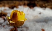 清明时节哈尔滨冰凌花雪中盛开