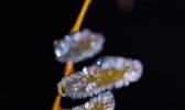 哈尔滨清明飞雪 冰冻柳枝芽