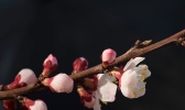 黄河岸畔春来早 杏花朵朵俏