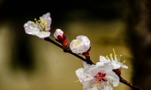 陕西汉中：雨润春花美