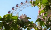 春满津门 春花烂漫