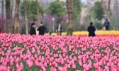湖北荆州临江仙公园郁金香迎春盛放 绚烂花海醉游人