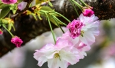 陕西留坝：浪漫樱花 唯美绽放