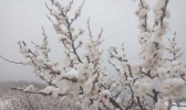北京郊区四月飞雪 香山桃花戴上雪“帽子”