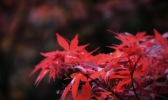 湖南衡阳：春日红枫美如画