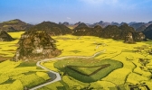 贵州六枝油菜花开满地金黄