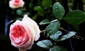 津城春雨潇潇 百花生机勃勃