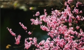阳光和煦 北京植物园万花争春