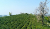江西九江：春茶吐翠 茶农采茶忙