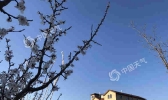 北京今日“半马”开跑 天气晴朗风不小