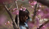 当美人遇上春花 你更喜欢哪一个？