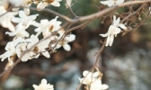 美人如玉裳如画 春花古装两相宜