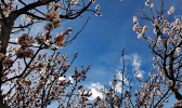 春临高原 蔚蓝之下百花齐放