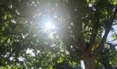 河南今日多分散性阵雨 局地最高温降幅达10℃