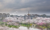 一花引得万“花”开 ——纵览各地花期预报气象服务