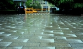 山东日照喜迎春雨 花雨交织一路风景