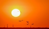 当天鹅遇上夕阳 画面美到窒息
