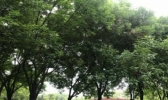 河南今明天多云到阴 京广线以西有阵雨