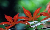 “立夏”遇雨 贵阳“枫”景独好