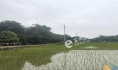广东大部地区转阴天 局地气温回升至30℃