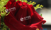 玫瑰花怎么处理不浪费 情人节收到的玫瑰花怎么利用