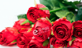 收到玫瑰花怎么养久一点 花瓶养玫瑰花怎样让花开更久