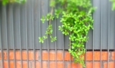 四川炎热回归部分地区达30℃ 当心阵雨或雷雨