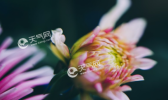 芒种送花神风俗 芒种为什么要送花神
