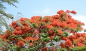 凤凰花开 怒江两岸换花海似火-新闻频道-日常天气网