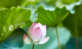 小暑大暑处暑是什么意思 小暑大暑处暑的区别是什么