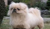 北京犬