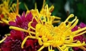 草桥菊花
