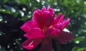丰台芍药
