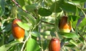 菱枣