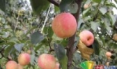 茅山后佛见喜梨