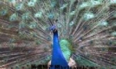蓝孔雀