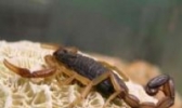 炸野生蝎子