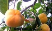 北京大磨盘柿
