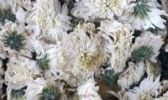 京白菊