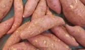 黑红薯