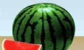 昌蜜红少籽瓜
