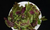 北京泡菜
