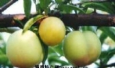 早凤王桃